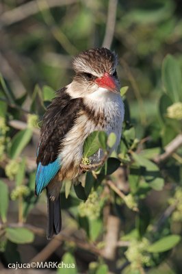 Brown-hooded Kingfisher (Halcyon albiventris)