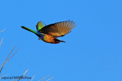 White-fronted Bee-eater (Merops bullockoides)