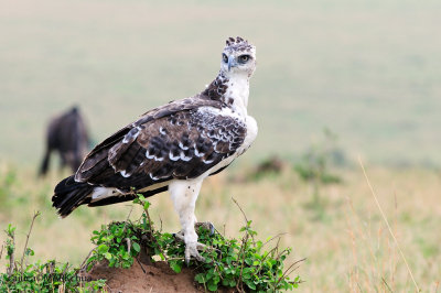 Juvenile Martial Eagle