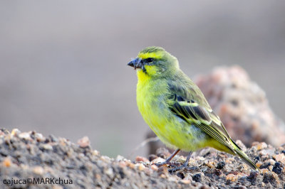 Yellow-fronted Canary (Serinus mozambicus)