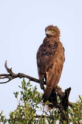 Brown Snake-eagle (Circaetus cinereus)