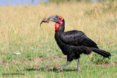 Southern Ground-hornbill (Bucorvus leadbeateri)