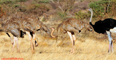 Ostrich (Struthio camelus)