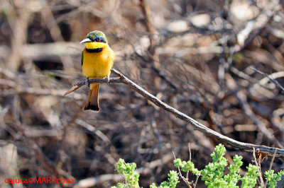 Little Bee-eater (Merops pusillus)