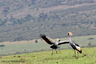 Grey Crowned Crane (Balearica regulorum)