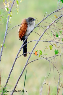 White-browed Coucal (Centropus superciliosus)