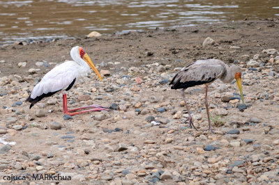 Yellow-billed Stork (Mycteria ibis)