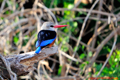 Grey-headed Kingfisher (Halcyon leucocephala)