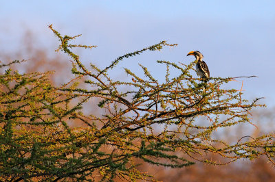 Eastern Yellow-billed Hornbill (Tockus flavirostris)