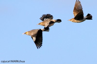 Wattled Starling (Creatophora cinerea)