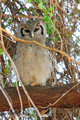 Verreaux's Eagle-owl (Bubo lacteus)