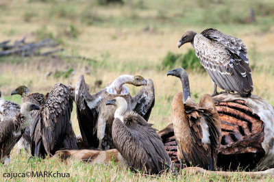 Ruppell's griffon vulture (Gyps ruppellii)