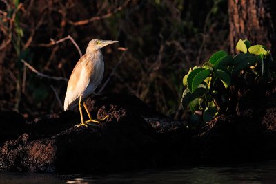 Squacco Heron (Ardeola ralloides)