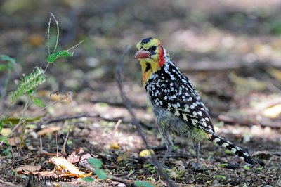 Red-and-yellow Barbet (Trachyphonus erythrocephalus)
