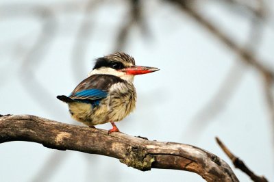 Striped Kingfisher (Halcyon chelicuti)