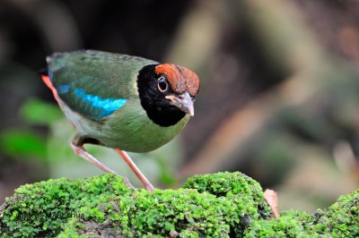 Hooded Pitta ( Pitta sordida )