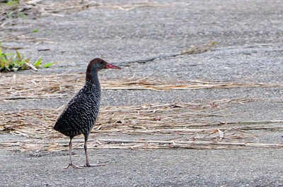 Slaty-breasted Rail (Gallirallus striatus)