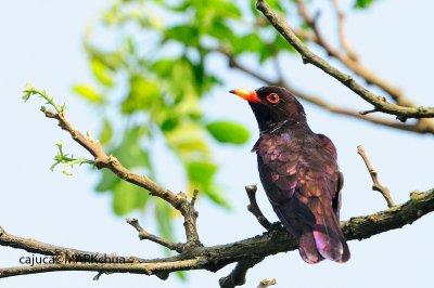 Violet Cuckoo (Chrysococcyx xanthorhynchus)