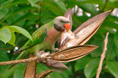 Red-breasted Parakeet ( Psittacula alexandri )