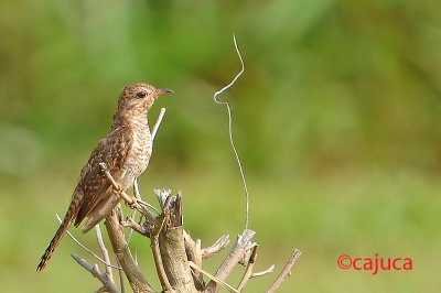 Plaintive Cuckoo (Cacomantis merulinus).