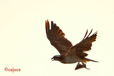 Pandion haliaetus,  Western Osprey