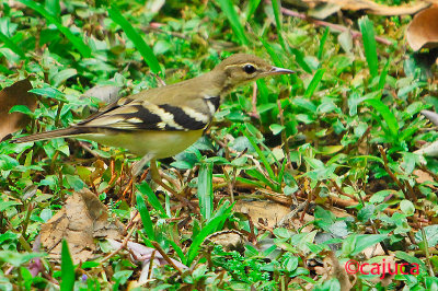 Forest Wagtail ( Dendronanthus indicus )