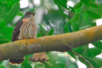 Malaysian Hawk-Cuckoo ( Cuculus fugax )