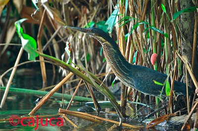 Black Bittern ( Ixobrychus flavicollis )