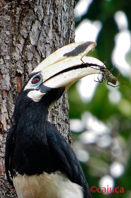 Oriental Pied-Hornbill ( Anthracoceros albirostris )