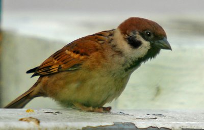 Eurasian Tree Sparrow ( Passer montanus )