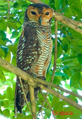 Spotted Wood-Owl ( Strix seloputo )