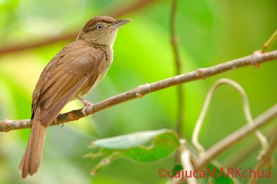  Buff-vented Bulbul (Iole olivacea)