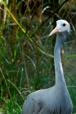 blue crane