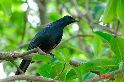 Red winged starling ( Onycognathus morio )
