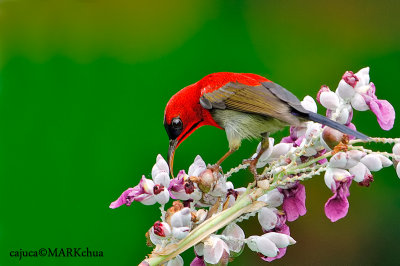 Crimson Sunbird ( Aethopyga siparaja )