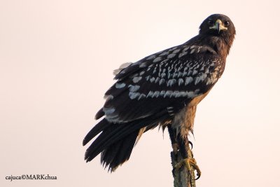 Greater Spotted Eagle ( Aquila clanga )
