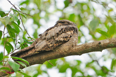 Grey Nightjar ( Caprimulgus indicus )