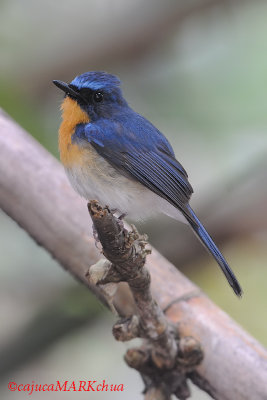 Tickell's Blue Flycatcher ( Cyornis tickelliae )