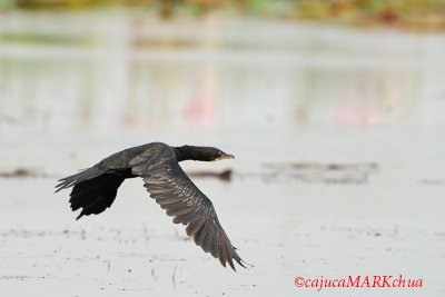 Little Cormorant (Phalacrocorax niger)
