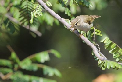 Two-barred Warbler ( Phylloscopus plumbeitarsus )