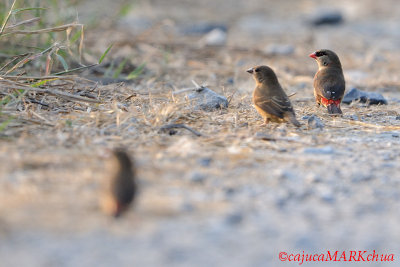 Red Avadavat (Estrilda amandava)