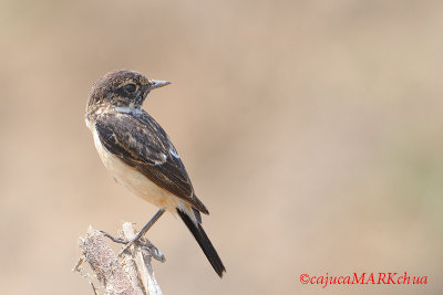 Siberian Stonechat (Saxicola maura)