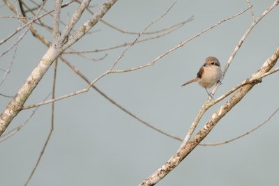 Brown shrike