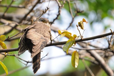 Large Hawk Cuckoo (Cuculus sparverioides)