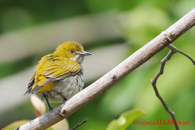 Yellow-vented Flowerpecker (Dicaeum chrysorrheum)