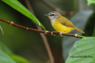 yellow-bellied warbler