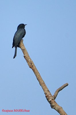 Drongo cuckoo