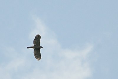 Crested Goshawk (Accipiter trivirgatus)