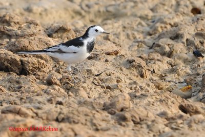 White Wagtail (Motacilla alba)