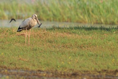 Asian Openbill Stork ( Anastomus oscitans )